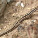 Quel lézard pour petit terrarium ?