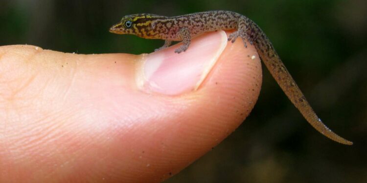 Quel lézard prendre pour débuter ?