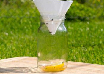 Quel liquide mettre dans un piège à mouches ?