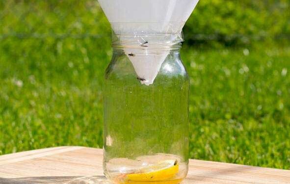 Quel liquide mettre dans un piège à mouches ?