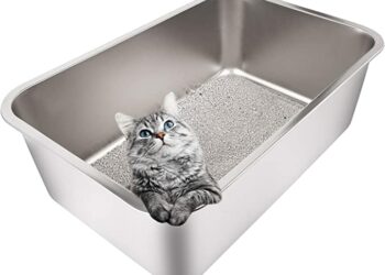 Quel litière pour Maine Coon ?