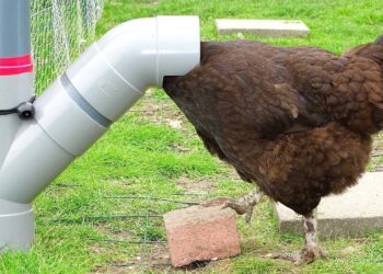 Quel mangeoire pour 2 poules ?