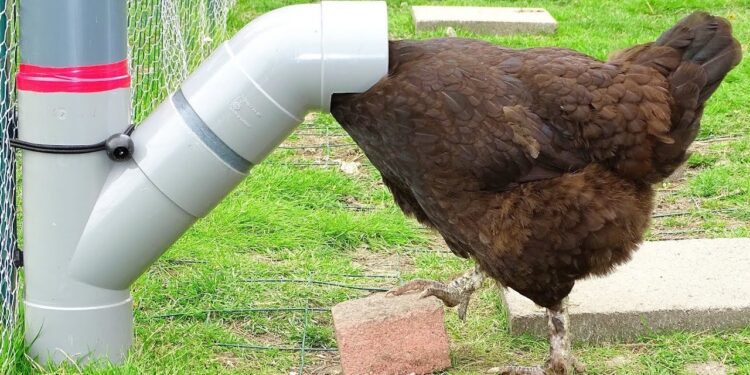 Quel mangeoire pour 2 poules ?