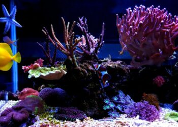Quel matériel pour un aquarium d'eau de mer ?