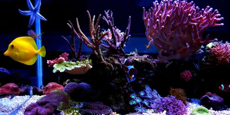 Quel matériel pour un aquarium d'eau de mer ?