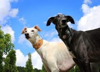 Quel meilleur chien de compagnie ?