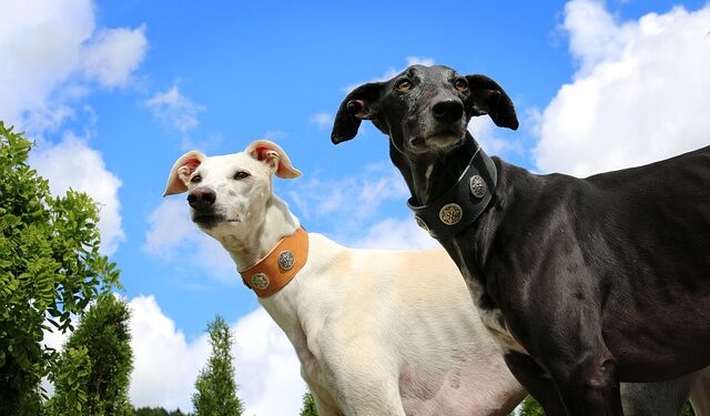 Quel meilleur chien de compagnie ?