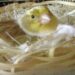 Quel mois la reproduction des canaris ?