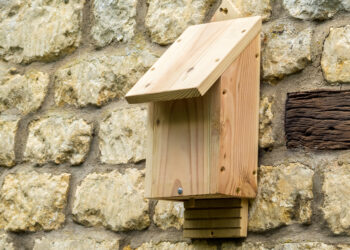 Quel nichoir Chauve-souris ?