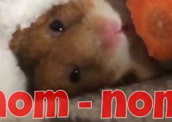 Quel nom donner à un animal ?