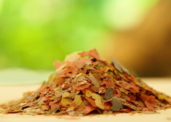 Quel nourriture donner au poisson ?