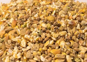 Quel nourriture pour favoriser la ponte des poules ?