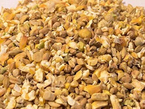 Quel nourriture pour favoriser la ponte des poules ?