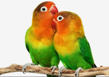 Quel oiseau adopter ?