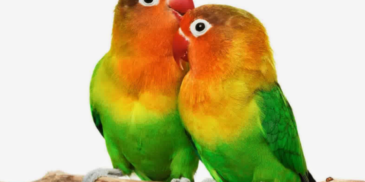 Quel oiseau adopter ?