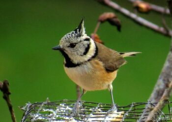 Quel oiseau annonce la fin de l'hiver ?