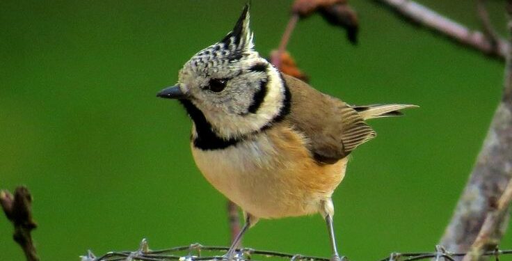 Quel oiseau annonce la fin de l'hiver ?