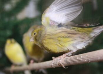 Quel oiseau chante le mieux en cage ?