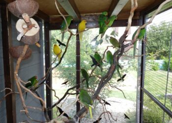 Quel oiseau exotique choisir ?