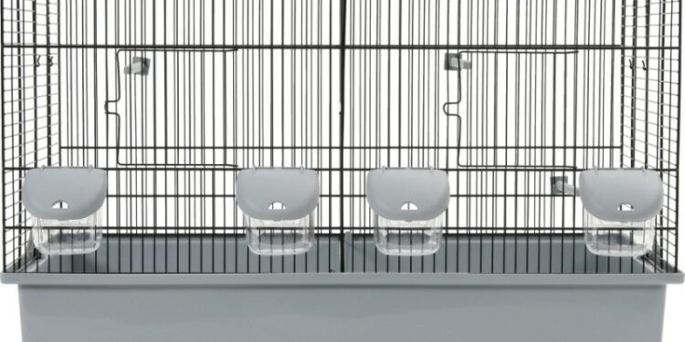 Quel oiseau mettre dans une petite cage ?