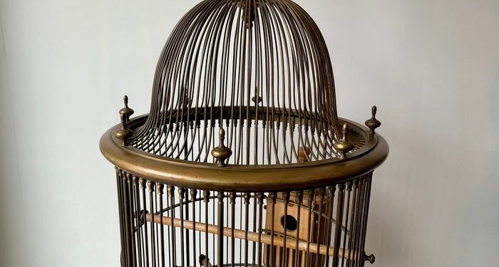 Quel oiseau mettre dans une petite cage ?
