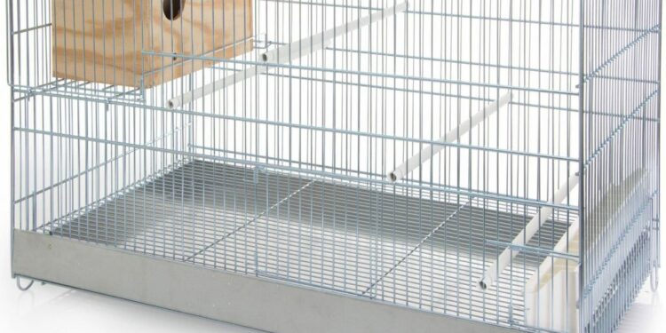 Quel oiseau mettre dans une petite cage ?