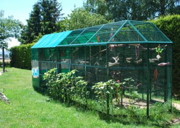 Quel oiseau ne craint pas le froid ?