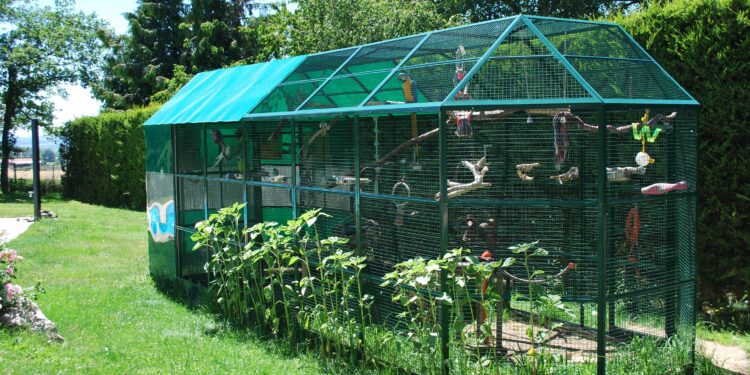 Quel oiseau ne craint pas le froid ?