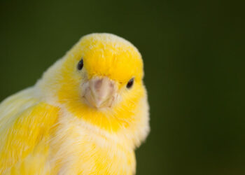 Quel oiseau ne craint pas le froid ?