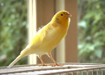 Quel oiseau ne craint pas le froid ?