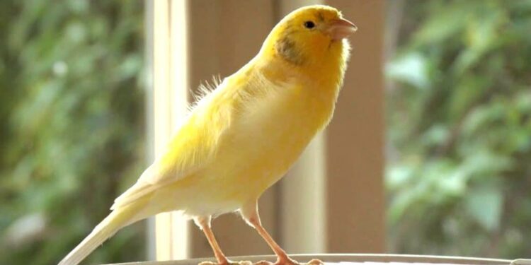 Quel oiseau ne craint pas le froid ?