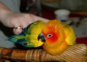 Quel oiseau ne craint pas le froid ?