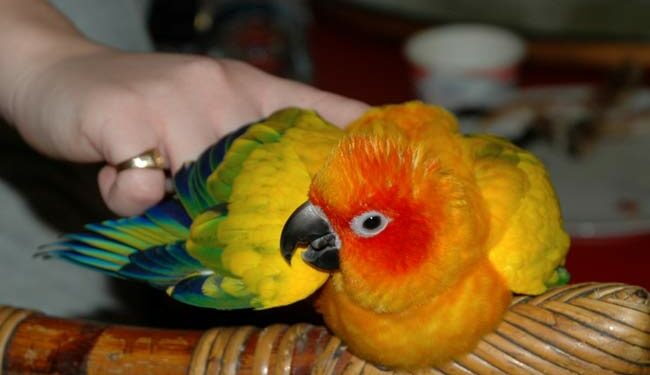 Quel oiseau ne craint pas le froid ?