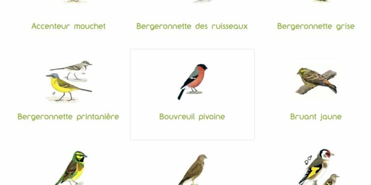 Quel oiseau ne craint pas le froid ?