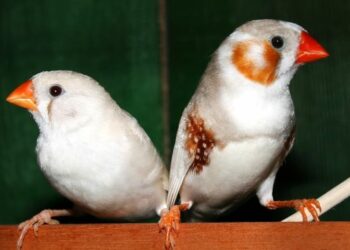 Quel oiseau ne fait pas de bruit ?