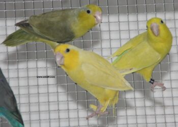 Quel oiseau pour un appartement ?