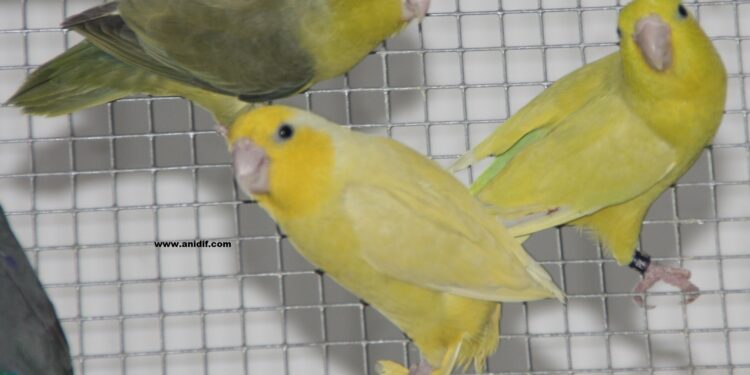 Quel oiseau pour un appartement ?