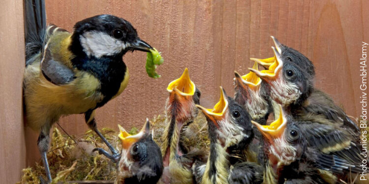 Quel oiseau pour un appartement ?