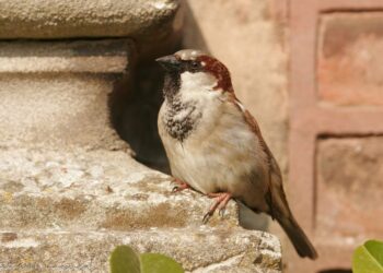 Quel oiseau pour un appartement ?