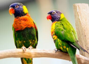 Quel oiseau pour un appartement ?