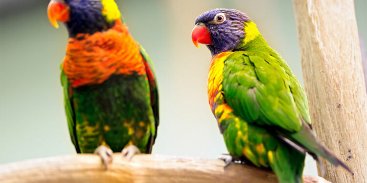 Quel oiseau pour un appartement ?