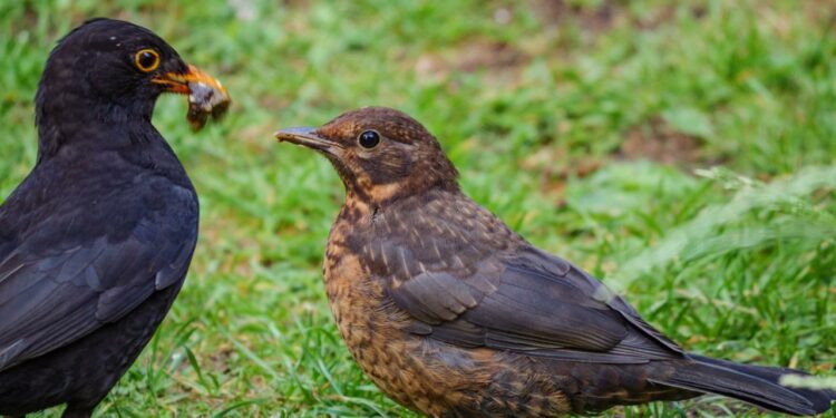 Quel oiseau pour un débutant ?