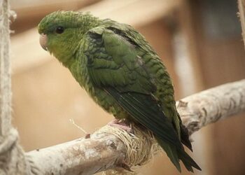 Quel oiseau pour un débutant ?