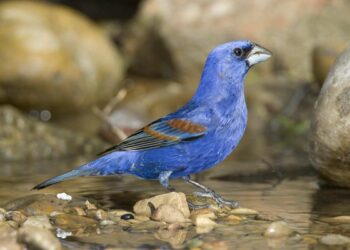 Quel oiseau ressemble au geai bleu ?