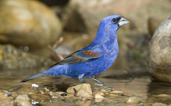 Quel oiseau ressemble au geai bleu ?