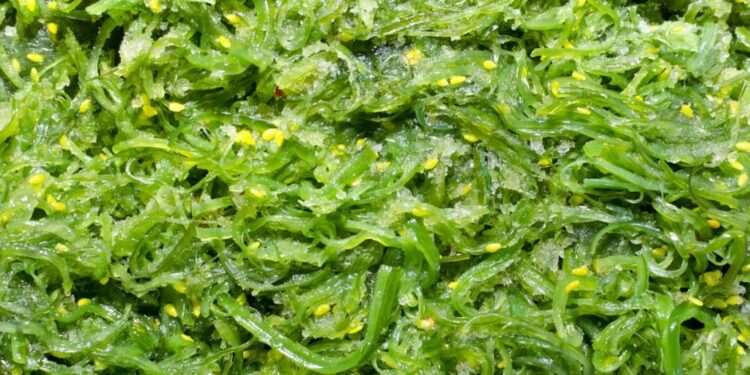 Quel pH pour eviter les algues ?