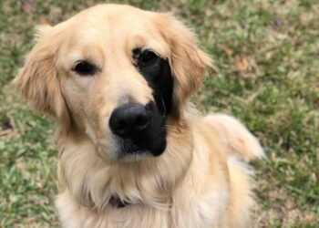 Quel panier pour un chiot Golden Retriever ?