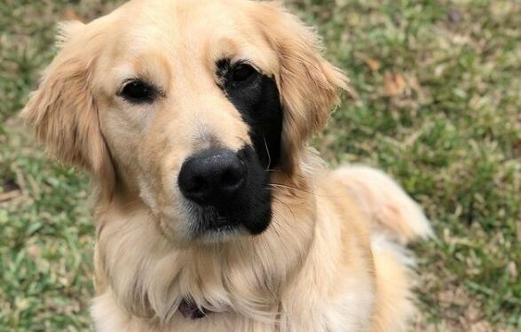 Quel panier pour un chiot Golden Retriever ?