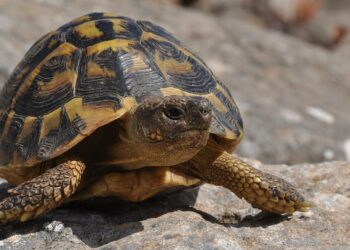 Quel papier pour avoir une tortue ?