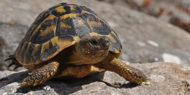 Quel papier pour avoir une tortue ?